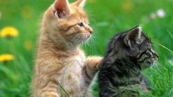 Сонник - кошка и к чему снятся кошки?